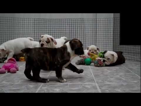 bull dog