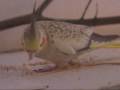 Cockatiel with an amputated leg