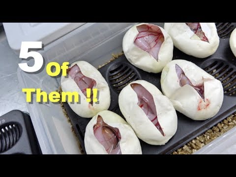 YouTube reptile video