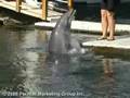 [My하와이] 돌고래와 놀아요~돌핀 퀘스트 (Dolphin Quest)
