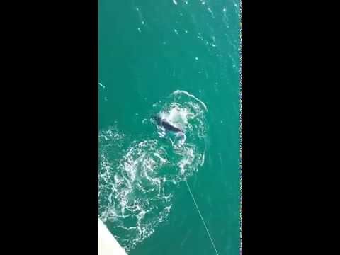 WATCH: 700-Pound Mako Shark Caught In The Panhandle