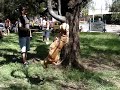 Lord Kennel Perla