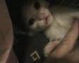 Sissy cat baby