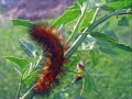 Wooly Worms