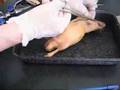 Rat-dissection
