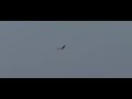Male lapwing balts flight part 2