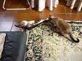 gatas locas  un un salon