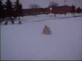 SUNY Fredonia Sledding