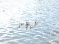 Home Movie with titles and dates Home Movie with titles and dates