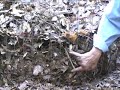 Part 1-Setting up a compost pile