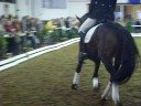 Poseidon B, 4jähriger Reitponyhengst von Prometheus B Poseidon B, 4jähriger Reitponyhengst von Prometheus B
