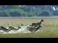 Foto: Comercial BBC Earth