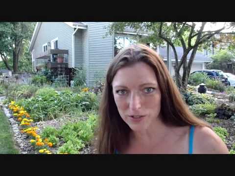Annual Plants - http://www.shawnacoronado.com - How to plant annual flowers and vegetable plants with water saving conservation techniques. Learn more here about the 3 steps...