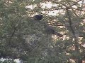 Koel in backyard on vilayati imli tree