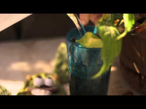 how to replant a plant