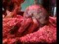 my boa hena-c geting a chewy