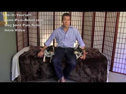 how to relieve joint pain in dogs
