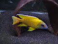 AMS fishroom 2 AMS fishroom 2