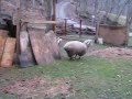 Hopping Sheep Plays Tag with a Dog
