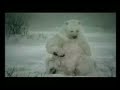 polar bear  shaved