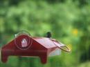 backyard garden - ruby-throated hummingbirds - August 2007 backyard garden - ruby-throated hummingbirds - August 2007