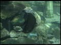 bluefish grill aquarium