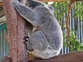 Koala, No. 2