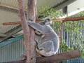 Koala, No. 2