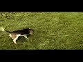Walker (13\" Males) Win Northern WV Beagle Club