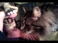 Crandles sniffing Boone