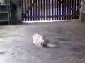videos de Meu cachorro viajando!