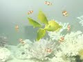 Dancing Fish - Berocca - Real or Not ???