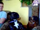 Funny Dogs :D Funny Dogs :D