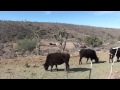 Horse riding Grand Canyon - YouTube