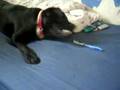 Labrador kontra szczoteczka elektryczna
