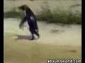 Techno Penguin