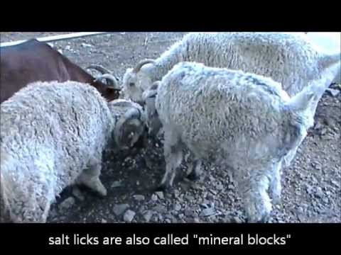 how to treat colic in llamas
