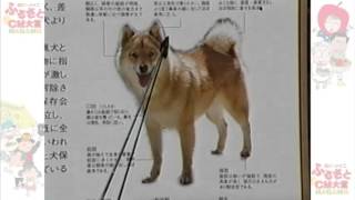 川上犬のひ・み・つ