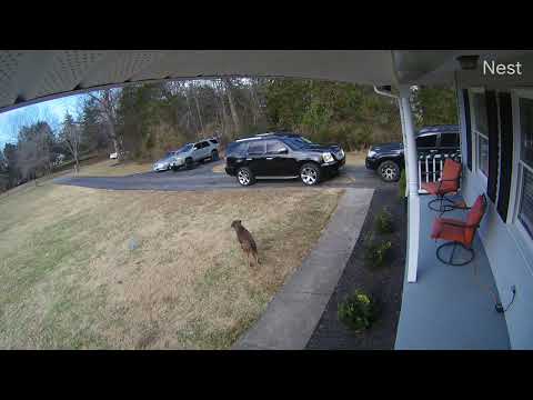 Spark Driver - Driver hit and run