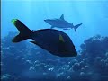Manihi and Moorea Sharks Manihi and Moorea Sharks