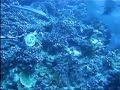 Manihi and Moorea Sharks
