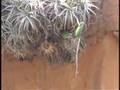 Wild Quaker Parakeets (aka Monk) nesting in Bolivia