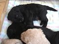 Puppies 3 weeks 9-1-09 Puppies 3 weeks 9-1-09