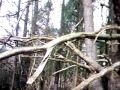 Scenario Paintball At Hogback Mountain 12/29/07 FPS Ep.4.2
