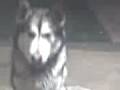 videos de Scooby's earthquake reaction