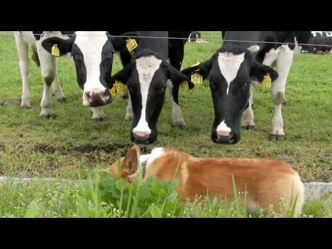 (HD) Milk cow / 朝霧高原の乳牛 20100514 Goro@Welsh corgi