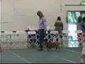 Rugby the Cardigan Corgi dog competes in AKC Rally Obedience