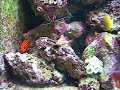 poissons tropicaux