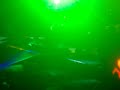 Ozzy Osbourne - I'm Not Going Away (Quilmes Rock 2008)