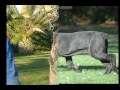Neapolitan Mastiff Allevamento Di Ardea2